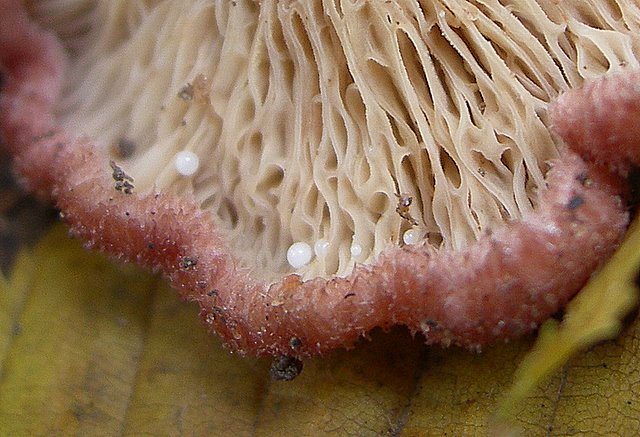 Lactarius spinosulus    Qul. & Le Bret.